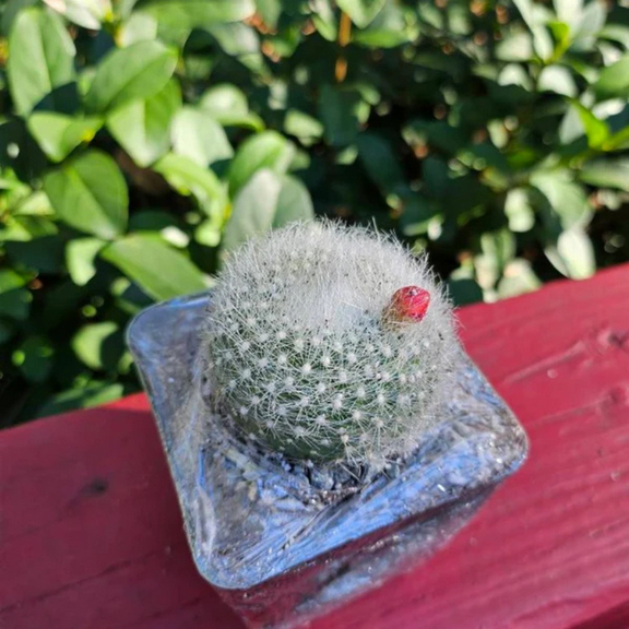 Red Crown Cactus, Fire Crown Cactus, Rebutia Minuscula, Blooming Cactus, Live Plant in 2.5'' pot