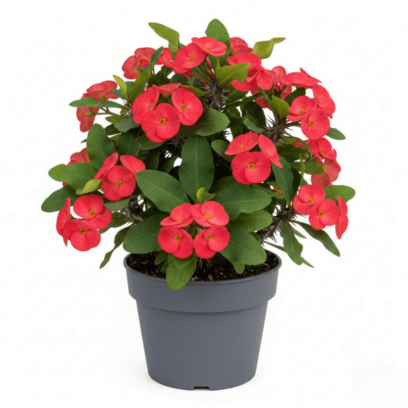 Red Crown of Thorns Plant, Crown of Thorns Live Plant, 4 - 7 Inches Tall, Vibrant Red Flowers, Perennial Succulent for Outdoor Indoor Growing