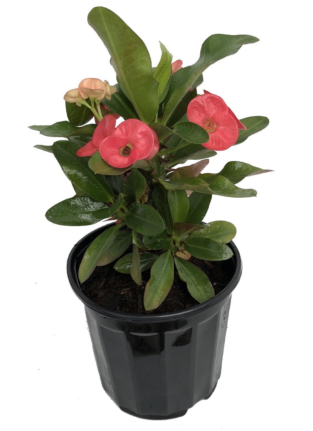 Red Crown of Thorns Plant - Euphorbia - 6" Pot