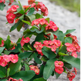 thumbnail image 1 of Red Crown of Thorns Plant, Euphorbia Crown of Thorns Plant, Live Cactus Plant 2 Inches Pot, 1 of 8