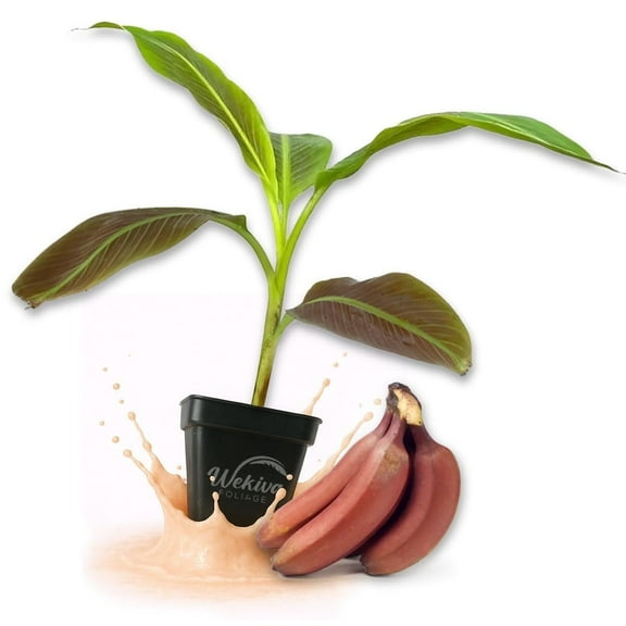 Red Cuban Banana Tree - 2 Live Plants in 3 Inch Growers Pots - Musa Acuminata - Edible Fruit Bearing Tree for The Patio and Garden