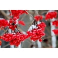 thumbnail image 1 of Candeo Candle Red Currant Scented 6oz Candle Tin with 30 Hour Burn Time, 1 of 1