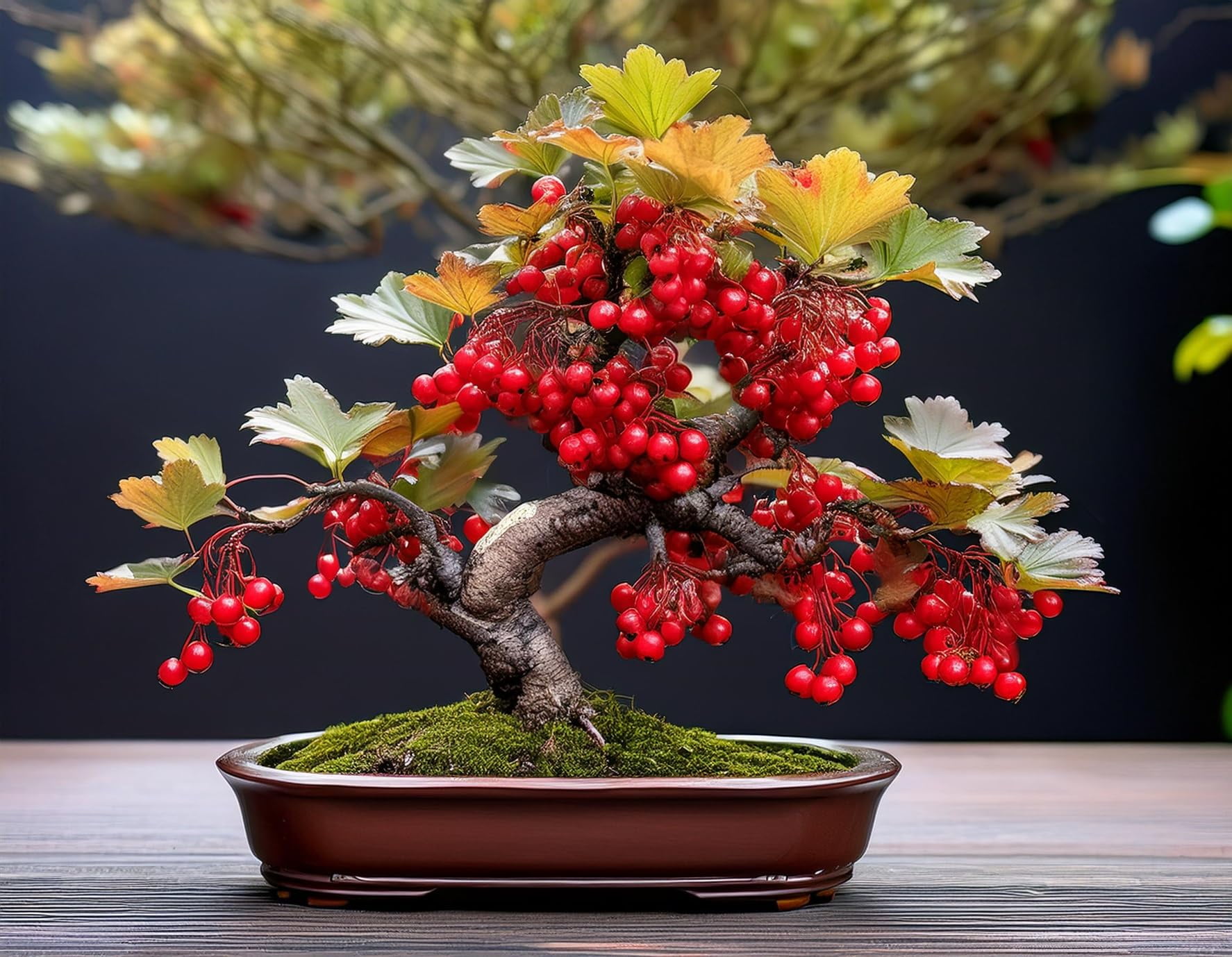 Red Currant Bonsai Tree Seedling for Planting - 1 Year Old Well Rooted Seedling