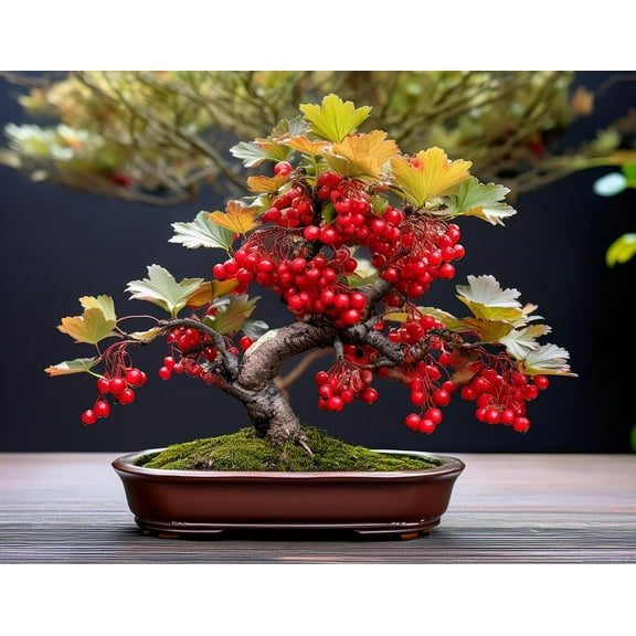 Red Currant Bonsai Tree Seedling for Planting - 1 Year Old Well Rooted Seedling