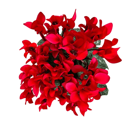 Red Cyclamen Plant Live Cyclamen Flowers Plant Persian Cyclamen Persian Violet Flowers Well Rooted 4"Pot