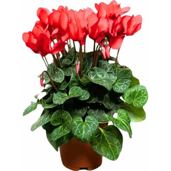 Red Cyclamen Plant Live for Planting, Hardy Cyclamen Flowers, In 4 Inc Pot, Indoor Cyclamen Houseplant with Blooming Potted Flowers