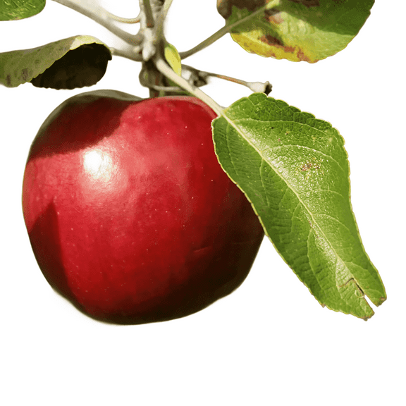 Red Delicious Apple Tree Live Trees, Crisp, Sweet Red Apples
