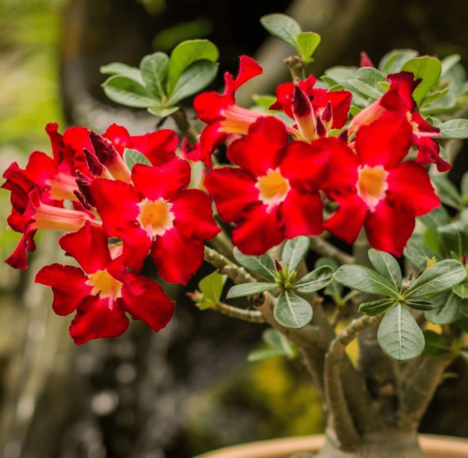 Red Desert Rose Live Plant, Adenium Succulent Starter for Indoor Outdoor Growing, 4–6 Inch Tall