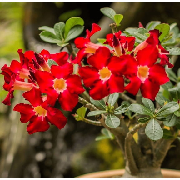 Red Desert Rose Live Plant, Adenium Succulent Starter for Indoor Outdoor Growing, 46 Inch Tall