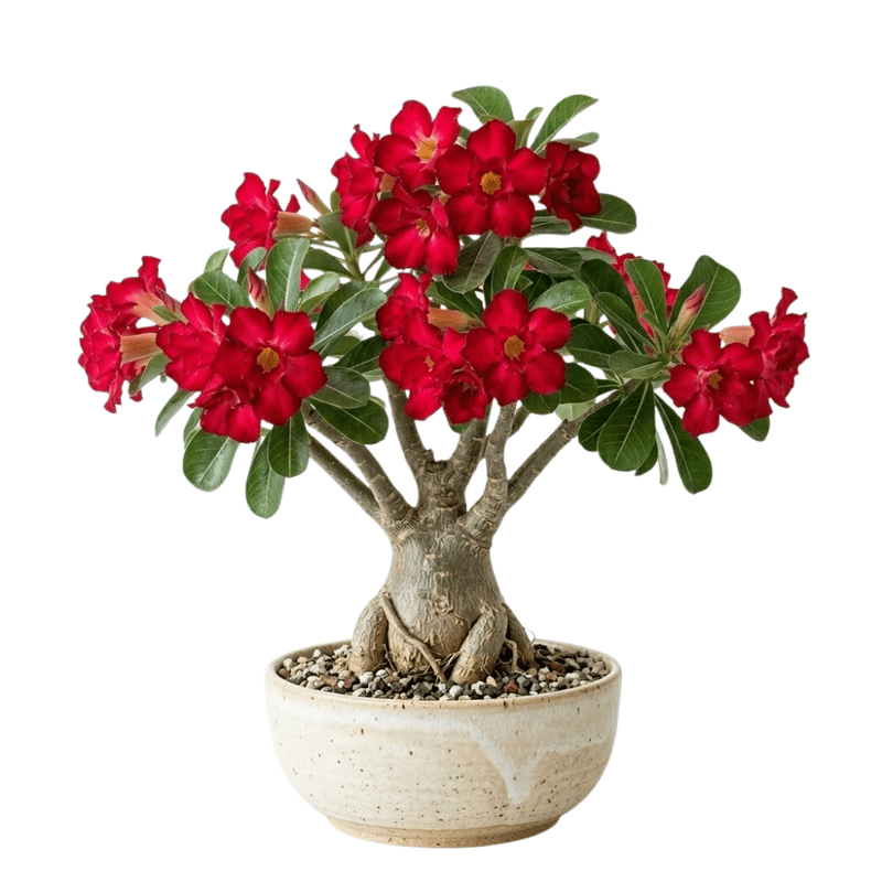 Red Desert Rose Plant Live, Adenium Obesum Desert Rose, 4-8 Inc Tall, Perennia and Hardy Succulent for Indoor and Outdoor Planting