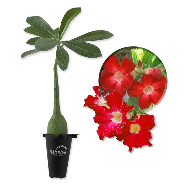 Red Desert Rose Plant - Live Starter Plant - Adenium Obesum - Dramatic ...