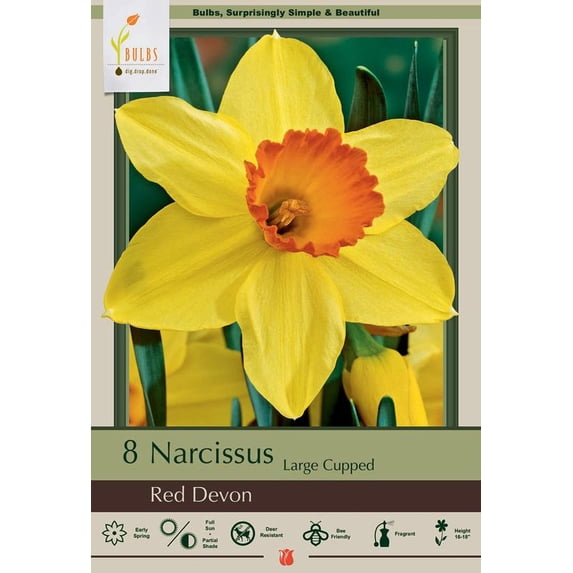 Red Devon Daffodil 8 Bulbs - 14/16 cm Bulbs