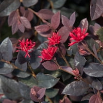 Red Diamond Loropetalum (2.5 Quart) Flowering Evergreen Shrub with Purple Foliage - Full Sun to Part Shade Live Outdoor Plant - Southern Living Plant Collection