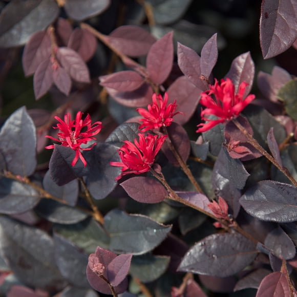 Rapanea Punctata Shrub