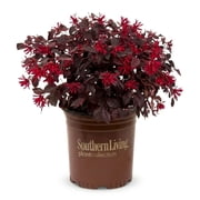 Southern Living Red Diamond Loropetalum Live Shrub in 2.5-Quart Grower Pot