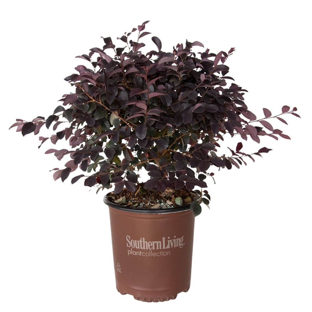 Southern Living Red Diamond Loropetalum Live Shrub in 2-Gallon Grower Pot