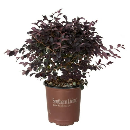 Southern Living Red Diamond Loropetalum Live Shrub in 2-Gallon Grower Pot