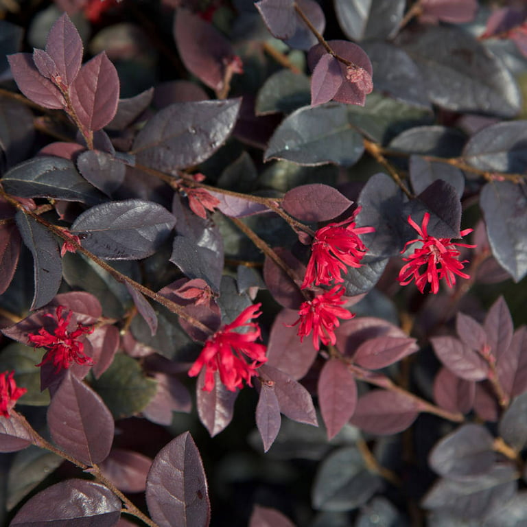 tyktflydende som resultat tæerne Red Diamond Loropetalum (3 Gallon) Flowering Evergreen Shrub with Purple  Foliage - Full Sun to Part Shade Live Outdoor Plant - Southern Living Plant  Collection - Walmart.com