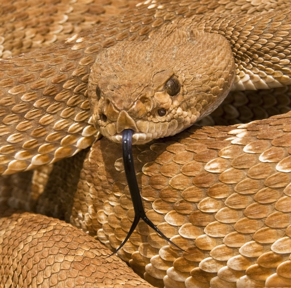 Red-Diamond Rattlesnake(Crotalus Ruber) Riverside County California Usa Rattlesnake Posturing Defensively Canvas Art - Jack Goldfarb Design Pics (24 x 24)