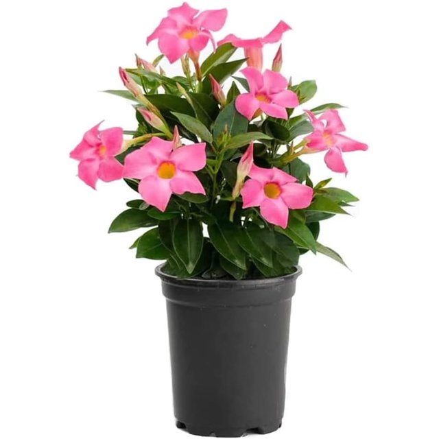 Red Dipladenia Bush, 10Inch Pot, Live Flowering Plant, Blooms