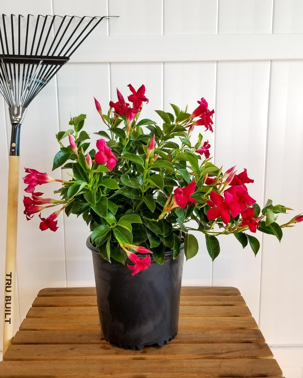 Dipladenia Rio Pink