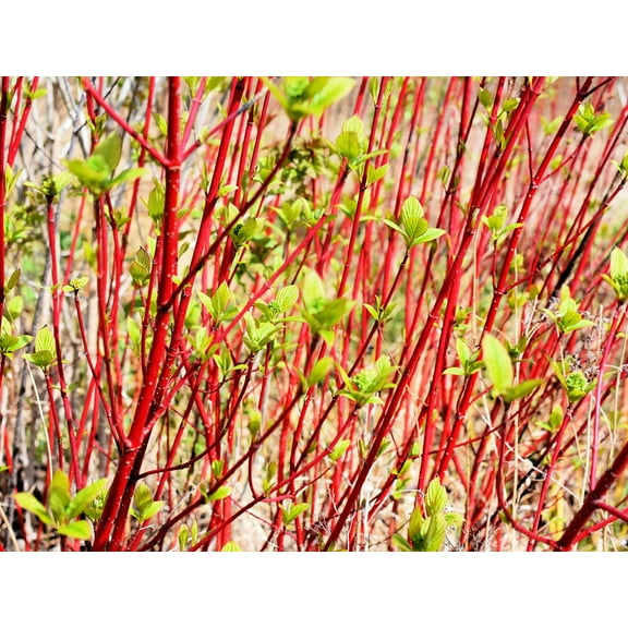 Red Dogwood Cuttings to Plant - No Roots, Easy to Grow - Grow Red Osier Dogwood Bushes (8 Cuttings)