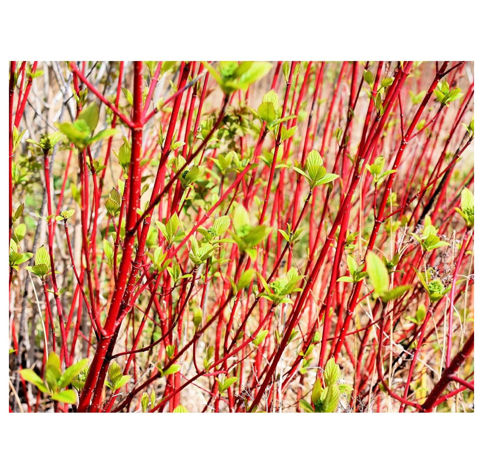 Red Dogwood Cuttings to Plant No Roots, Easy to Grow Grow Red Osier