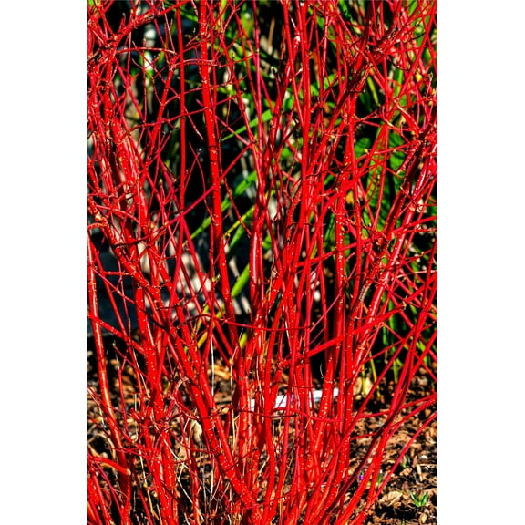CZ Grain 30 Red Dogwood Cornus Sericea Plant Seeds