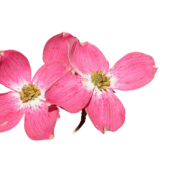 Red Dogwood Tree Live Trees, Ornamental Flowering, Bright Spring Blooms