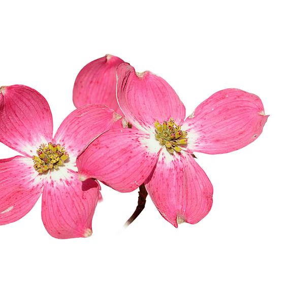 Red Dogwood Tree Live Plant, 1 Gallon Pot, Flowering Ornamental Tree for Home Gardens