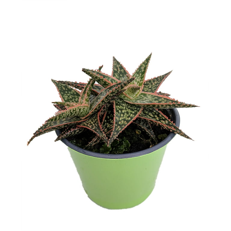 Red Donnie Aloe Succulent Plant - 4" Pot
