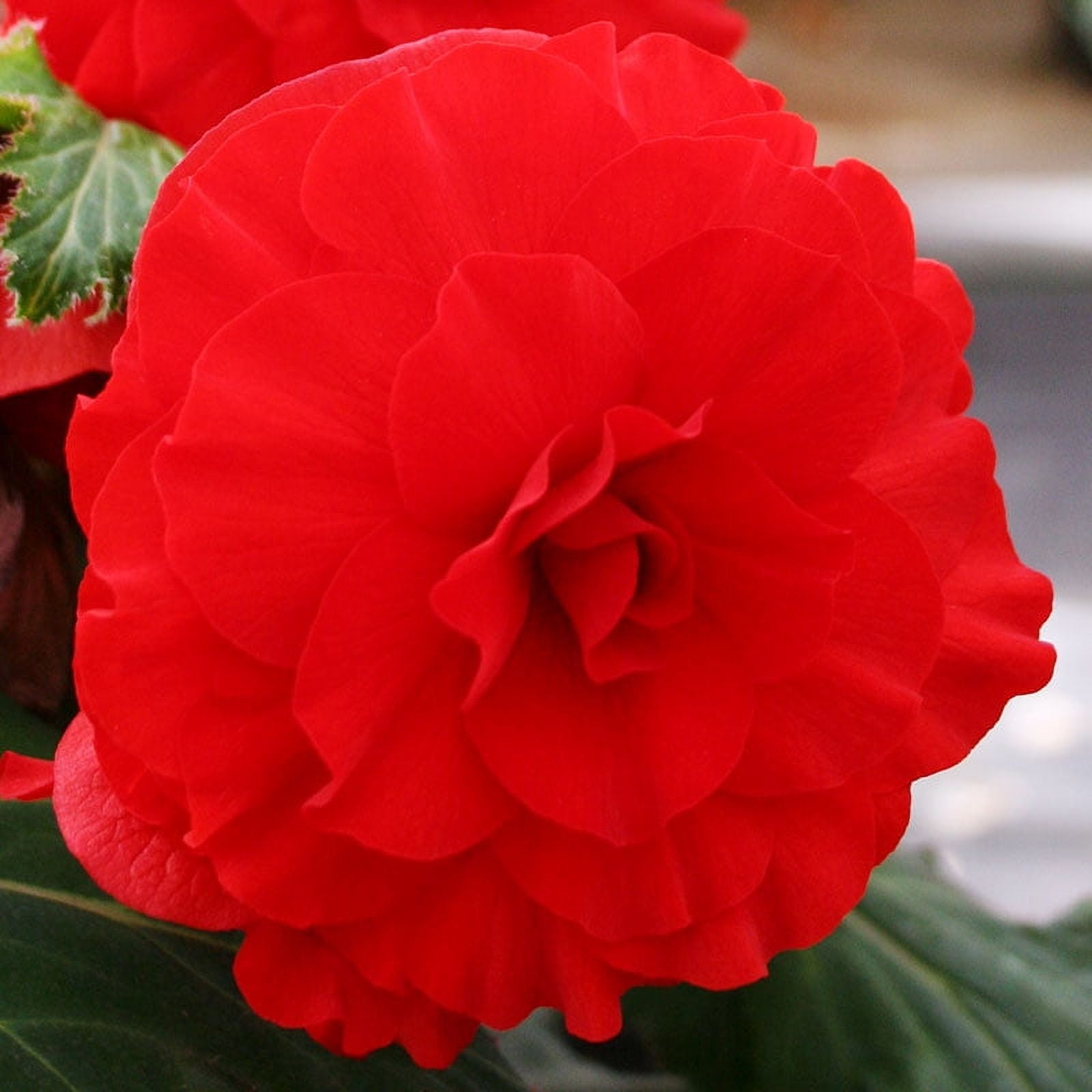 Red Double Camelia Begonia Flower Bulbs - 3 Tubers per Pack - Deer ...