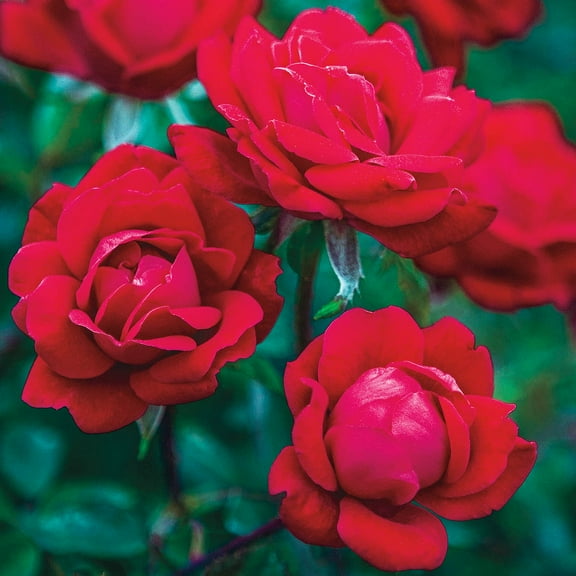 Red Double Flowering Knock Out Rose Bush Dormant Bare Root Starter Plant, One Plant per Offer