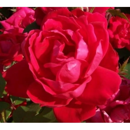 Red Double Knock Out Rose - Live Plant ( 1 QT )