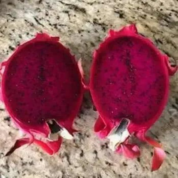 Dragon Fruit Plant: A Tropical Delicacy, Editable Flower and Fruit