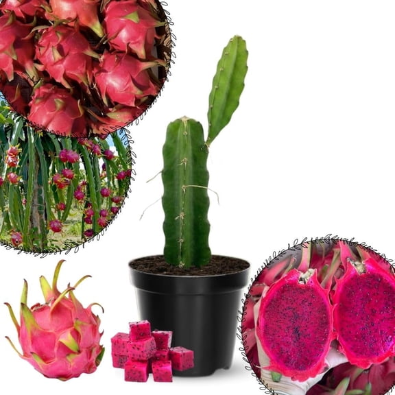 Red Dragon Fruit Live Plant 4 Inch Pot, Sweet Red Dragon Fruit Tree, Tropical Tree for Planting Outdoor