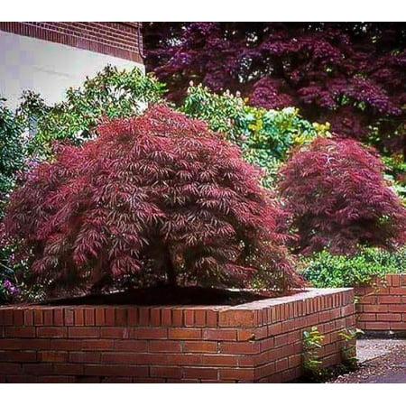 Red Dragon Weeping Laceleaf Japanese Maple - Live Plant - ( 2.5 QT )