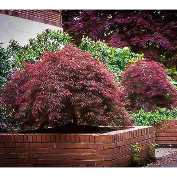 Red Dragon Weeping Laceleaf Japanese Maple - Live Plant - ( 2.5 QT )