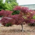 thumbnail image 1 of Red Dragon Japanese Maple Live Tree –1 Gallon, 1 of 6