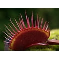 thumbnail image 1 of Red Dragon Venus Fly Trap Plant - Dionaea - 2" Pot, 1 of 2