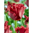thumbnail image 1 of Red Dress Crown Tulip 6 Bulbs - 12/+ cm Bulbs - NEW, 1 of 1