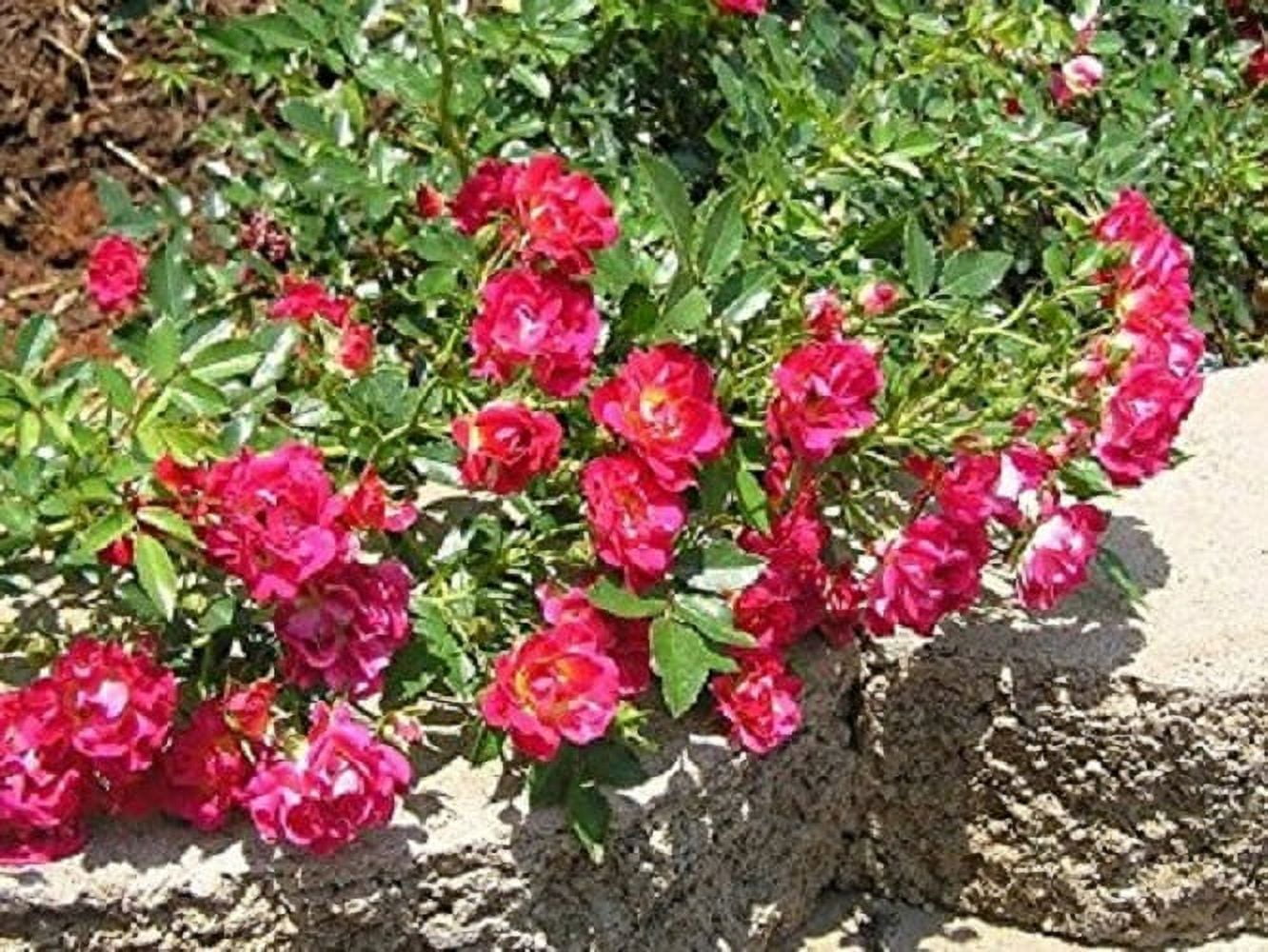 Red Drift® Groundcover Rose Live Plant ( 1 QT ) Ground Cover Rose