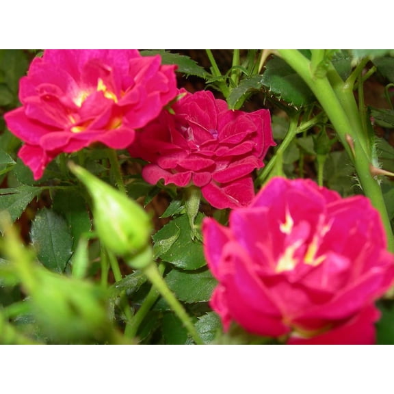 RedCrocus Red Drift Landscape Rose- Vibrant Red Blooms, Easy Care, Perfect for Gardens & Containers, Attracts Pollinators, Deer Resistant, Fragrant Foliage 3 Gallon