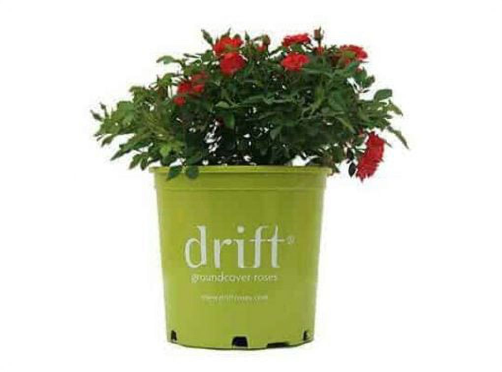 Red Drift Rose (2 Gallon) LowGrowing Groundcover Deciduous Flowering Shrub Full Sun Live
