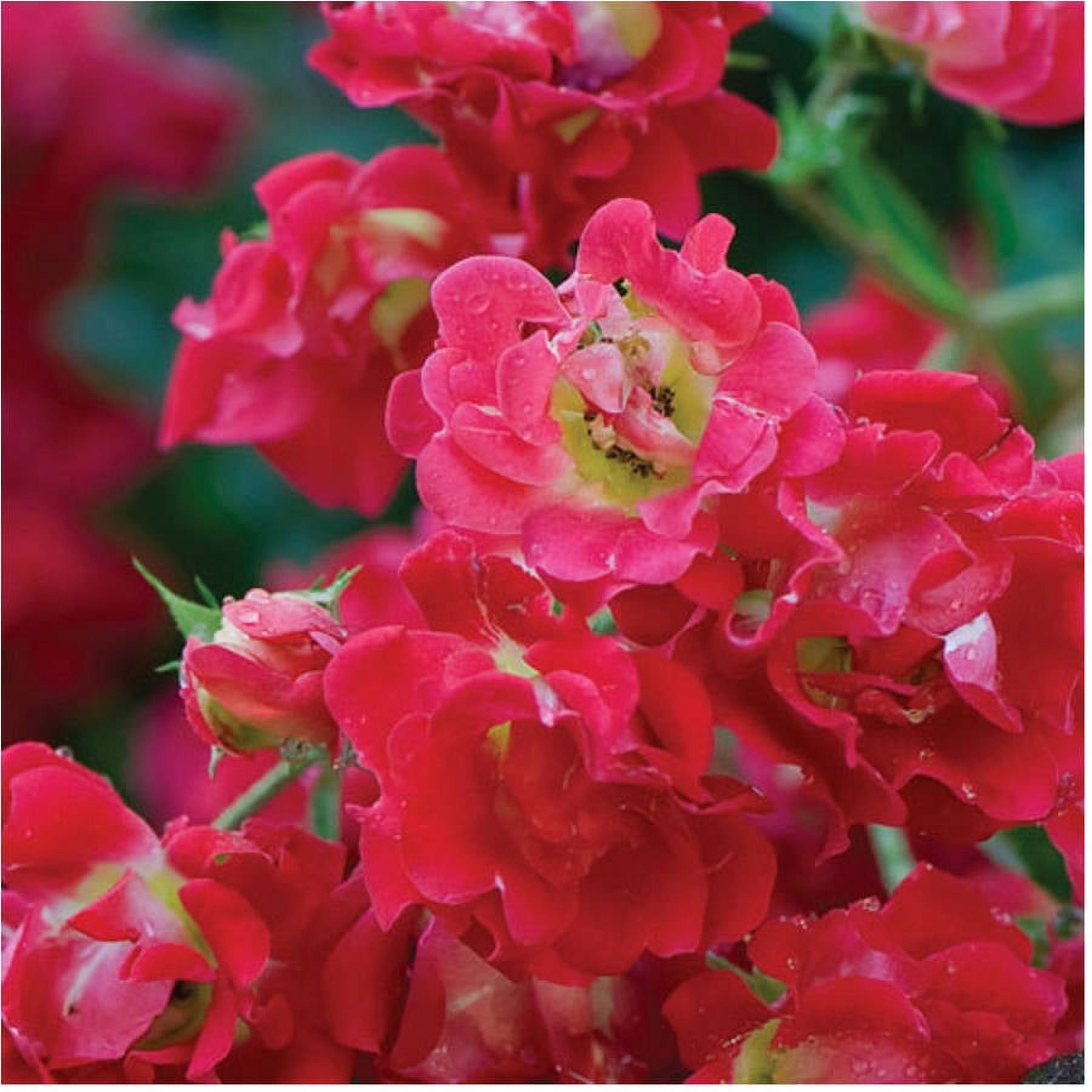 Red Drift Rose (2 Gallon) LowGrowing Groundcover Deciduous Flowering Shrub Full Sun Live