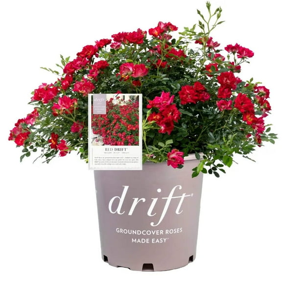 Red Drift Rose - 3 Gallon Pot, Live Deciduous Shrub, Full Sun, Outdoor