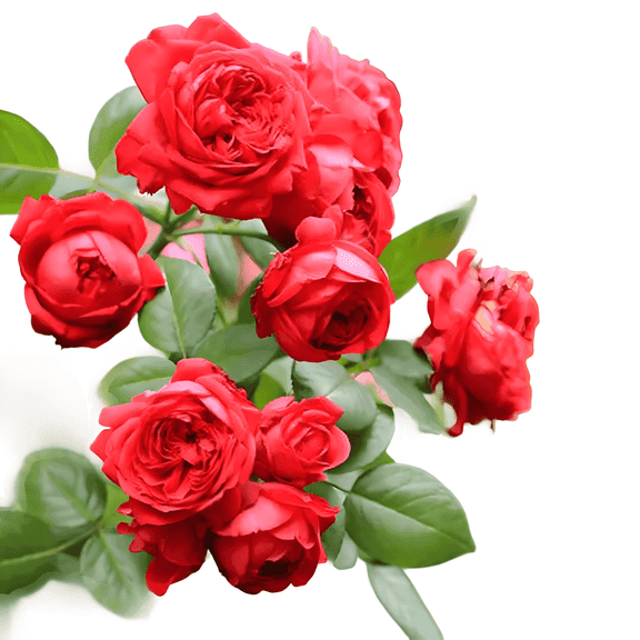 Red Drift Rose, Low-Growing Flowering Shrub with Continuous Red Blooms