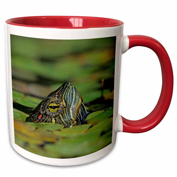3drose, Red-eared Slider Turtle, Rio Grande Valley, Texas - Us44 Rnu0218 - Rolf Nussbaumer, 11oz Two-tone Red Mug