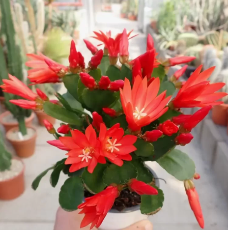 Red Easter Cactus Plant Live for Planting, Easter Cactus Flower Plant for Indoor Outdoor 4 to 6 Inch Tall