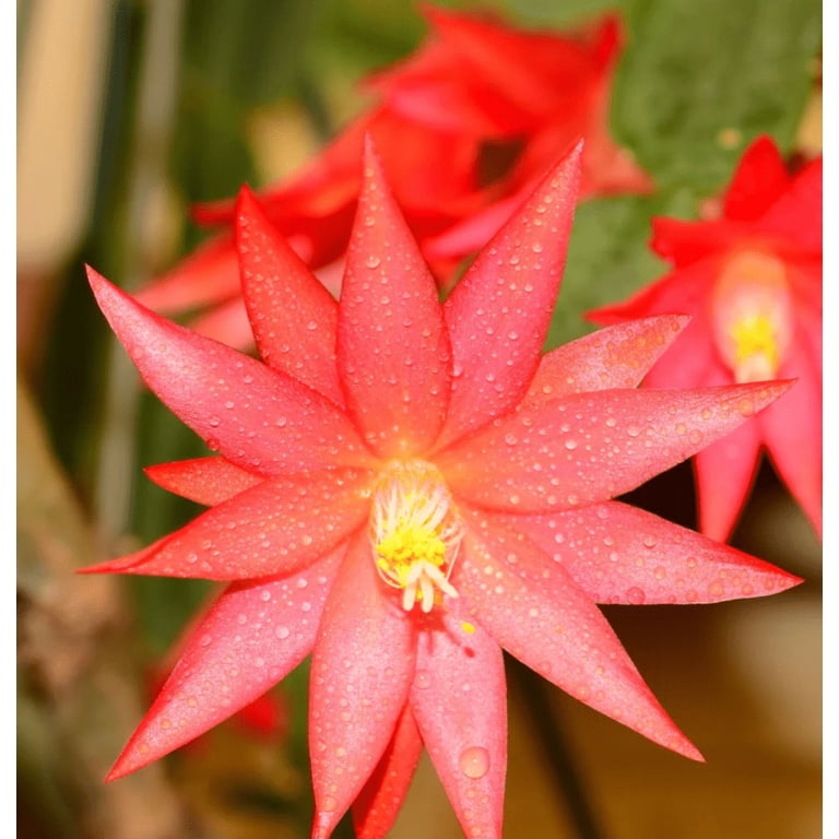Red Easter Cactus Plant in 2 Inch, Spring Easter Cactus Plants, Succulent  Plant Indoor Garden - Walmart.com